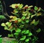 Ludwigia repens Aquarium tropical plants for fish tank live Carousel 2