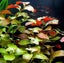 Ludwigia repens Aquarium tropical plants for fish tank live Carousel 3