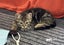 LONELY MIAOW KITTEN - CHIPPY Carousel 1
