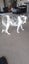 Beautiful Tri Merle Border Collie Carousel 3