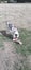Beautiful Tri Merle Border Collie Carousel 4
