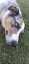 Beautiful Tri Merle Border Collie Carousel 5