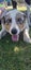Beautiful Tri Merle Border Collie Carousel 6