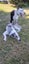 Beautiful Tri Merle Border Collie Carousel 7