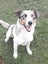 Beautiful Tri Merle Border Collie Carousel 1
