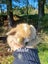 Mini Lop Rabbits Carousel 1