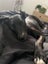 Free Dog to good home Carousel 4