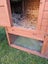 Mercury- a lovely mini lop bunny with big hutch Carousel 3