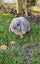 Mercury- a lovely mini lop bunny with big hutch Carousel 1