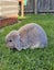 Pluto- a lovely mini lop bunny with big hutch Carousel 1