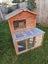 Pluto- a lovely mini lop bunny with big hutch Carousel 3