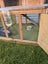 Pluto- a lovely mini lop bunny with big hutch Carousel 4