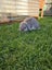 Pluto- a lovely mini lop bunny with big hutch Carousel 5