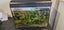 40l fish tank with fish, live plants, driftwood and some stones Carousel 1