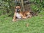 Miss Alba the Boxer Carousel 2