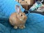 Flemish giant Rabbits for sale Carousel 3