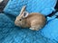 Flemish giant Rabbits for sale Carousel 4