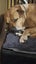 Urgent Rehoming - Gauge Carousel 5