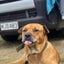 Urgent Rehoming - Gauge Carousel 3