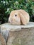 Pure Bred Mini Lops Carousel 3