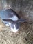 Baby Rabbits Carousel 3