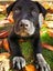 LABRADORS! Carousel 3