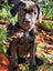 LABRADORS! Carousel 4