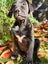 LABRADORS! Carousel 5