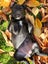 LABRADORS! Carousel 6