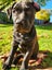 LABRADORS! Carousel 7