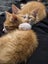 Brick - Wcc Rescue Kitten Carousel 2