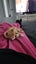 Brick - Wcc Rescue Kitten Carousel 3