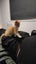 Brick - Wcc Rescue Kitten Carousel 5