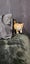 Brick - Wcc Rescue Kitten Carousel 6