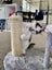 Snickers - Wcc Rescue Kitten Carousel 2