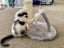 Snickers - Wcc Rescue Kitten Carousel 3