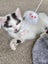 Snickers - Wcc Rescue Kitten Carousel 4