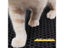 Waterproof Pet Cat Litter Mat Double Layer Non-slip Washable Bed Mat Carousel 7