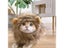 Cat Pet Hat Lion Mane For Cat Puppy Lion Wig Costume Party Decoration Carousel 7