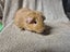 Healthy Baby Guinea pigs Carousel 5