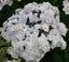 Hydrangea Trophy sensational large double creamy white lacecap flower heads. Carousel 1