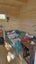 $9,900 Kitset Cabin Pre-order Special 10m2 NO CONSENT Carousel 8
