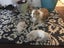 Pure bred Border Collie female Carousel 1
