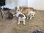 Pure bred Border Collie female Carousel 5