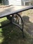 Pure bred Border Collie female Carousel 6