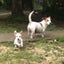 Jack Russell female Carousel 2
