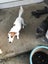 Jack Russell female Carousel 3