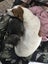 Jack Russell female Carousel 9