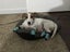 Jack Russell female Carousel 1