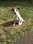 Jack Russell female Carousel 10